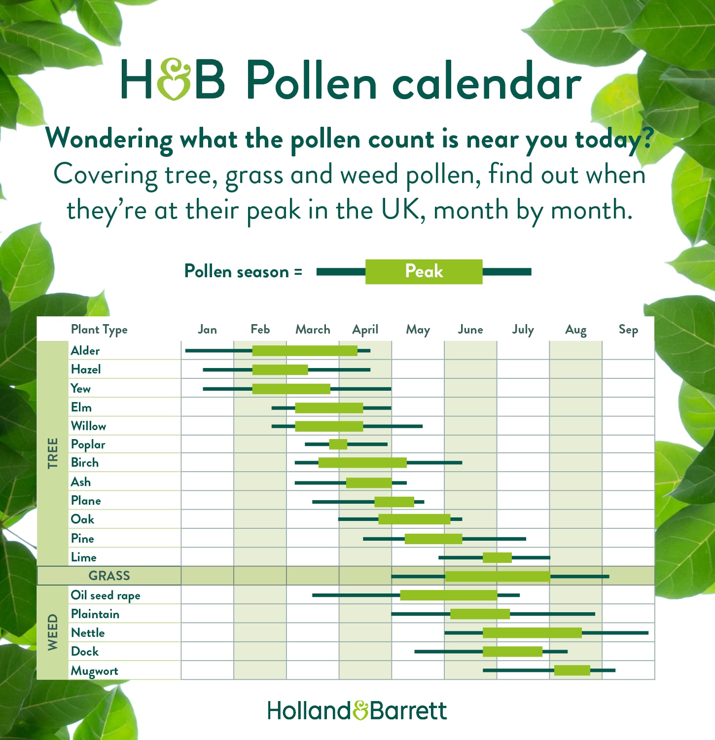 Gloucester Pollen Count & Vakili RS3: Your Allergy Guide