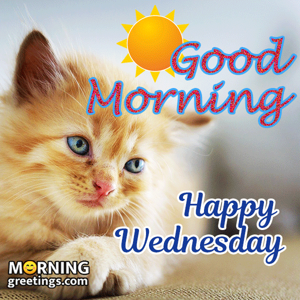 Good Morning, Happy Wednesday! Funny GIFs To Brighten Your Day