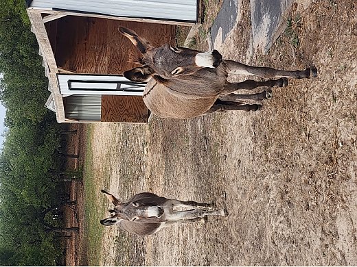 Horse And Donkey Breeding: A Comprehensive Guide To Mule And Hinny Production