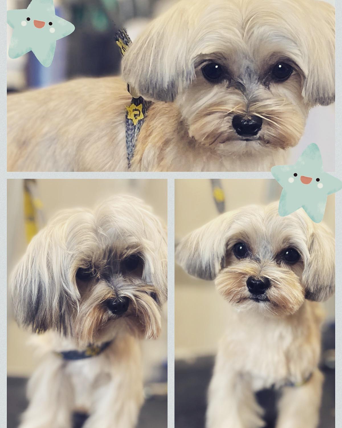 How To Cut Your Morkie's Hair: A Step-by-Step Guide