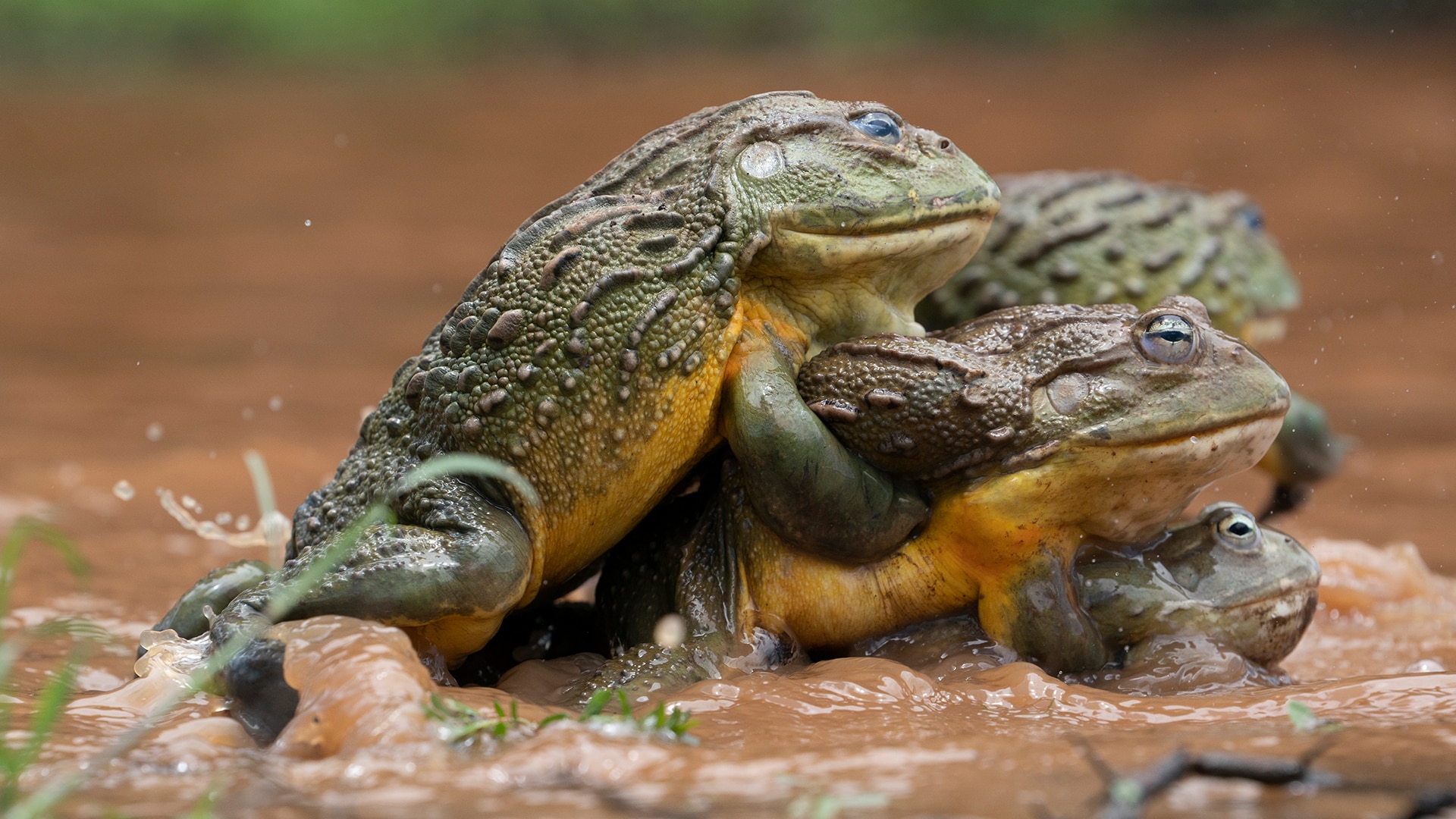 Human-Animal Mating: Exploring The Complexities And Ethical Concerns