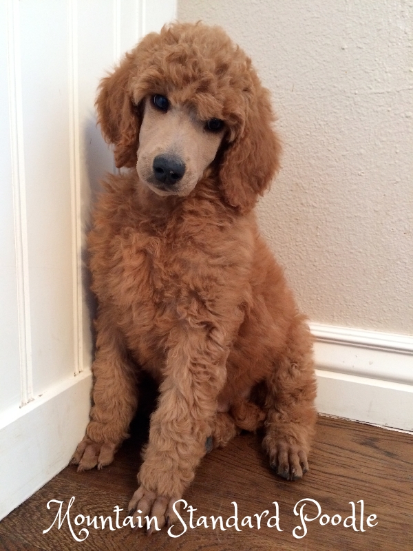 Jodi Spolansky's Net Worth & Finding Red Standard Poodle Puppies In Florida