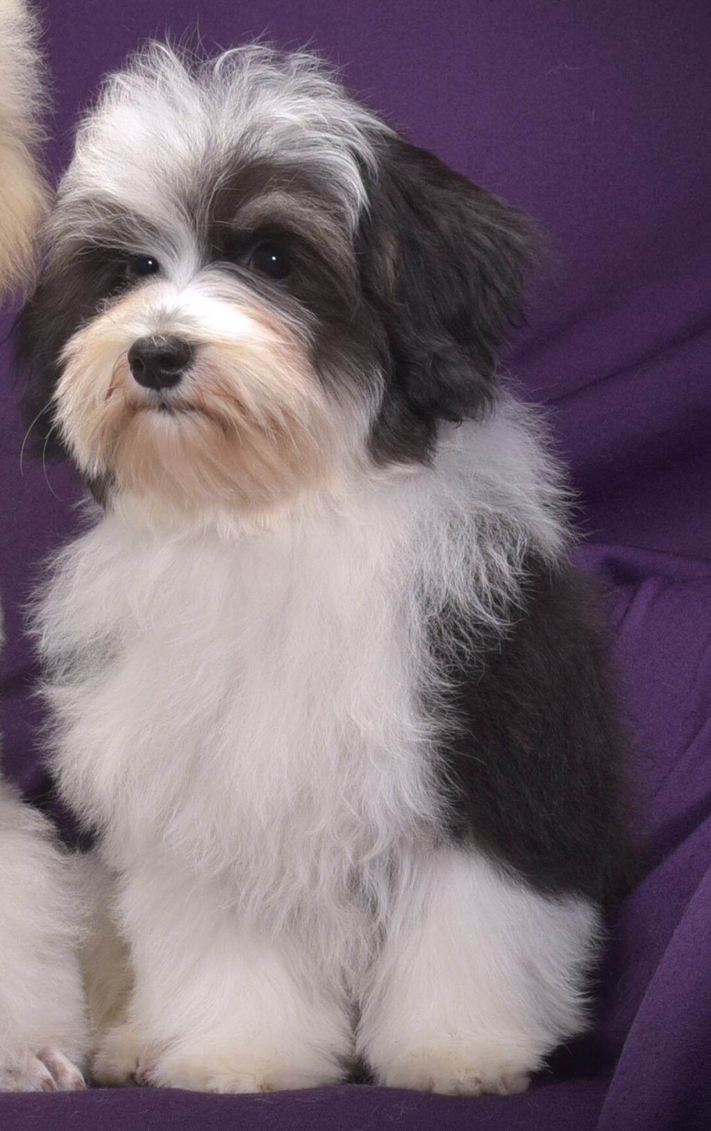 Medilodge Complaints & Adorable Havanese Puppies: Find Your Perfect Companion