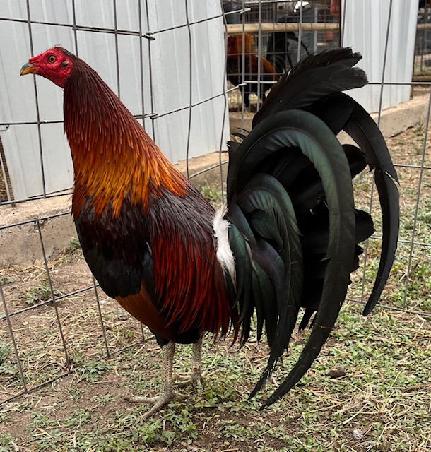Oakridge Game Farm: Your Guide To A Wildly Fun Day Out