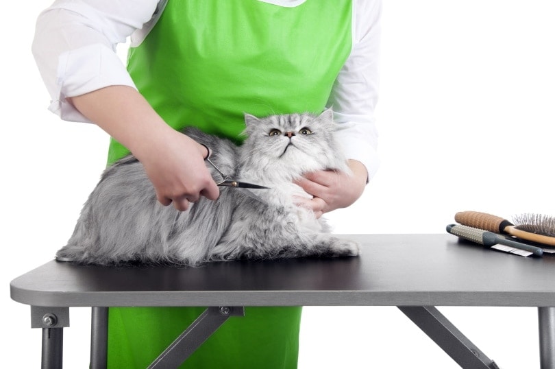 PetSense Grooming Prices: A Comprehensive Guide To Services And Costs