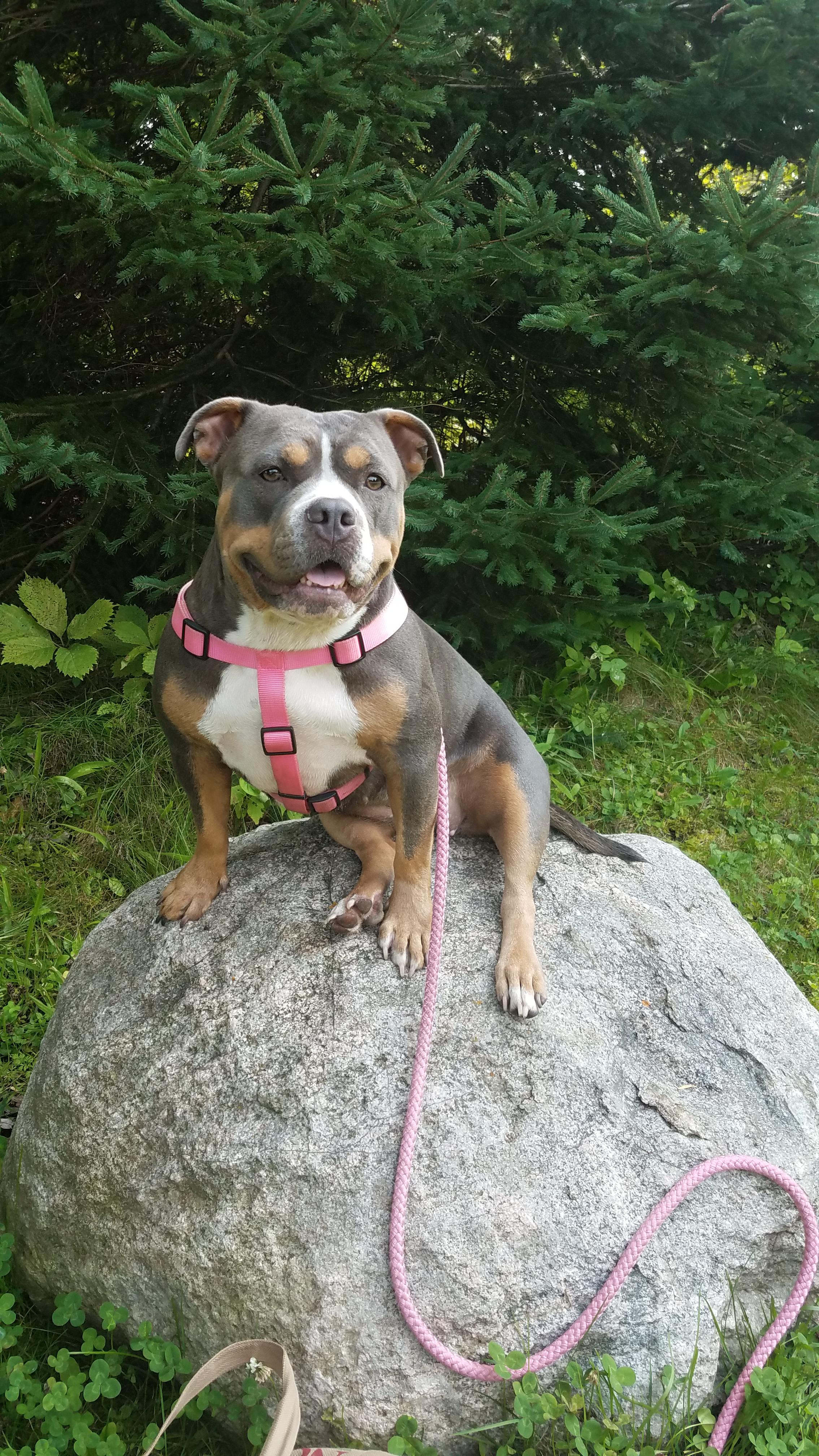 Pocket Bully Prices: Craigslist Tri-Cities TN Listings