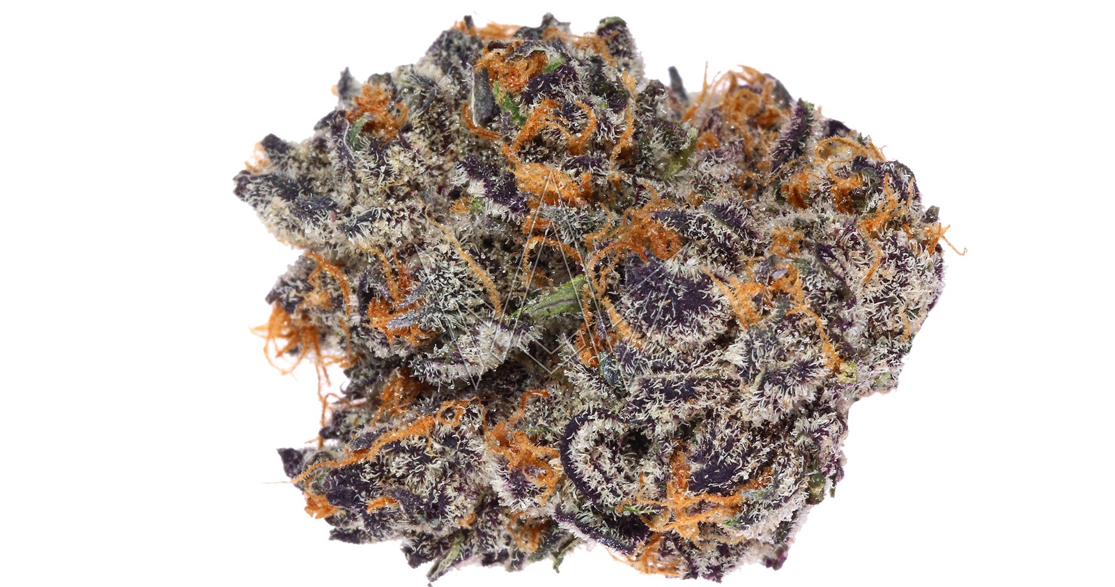 Presidential Runtz Strain: AllBud Review And Grow Guide