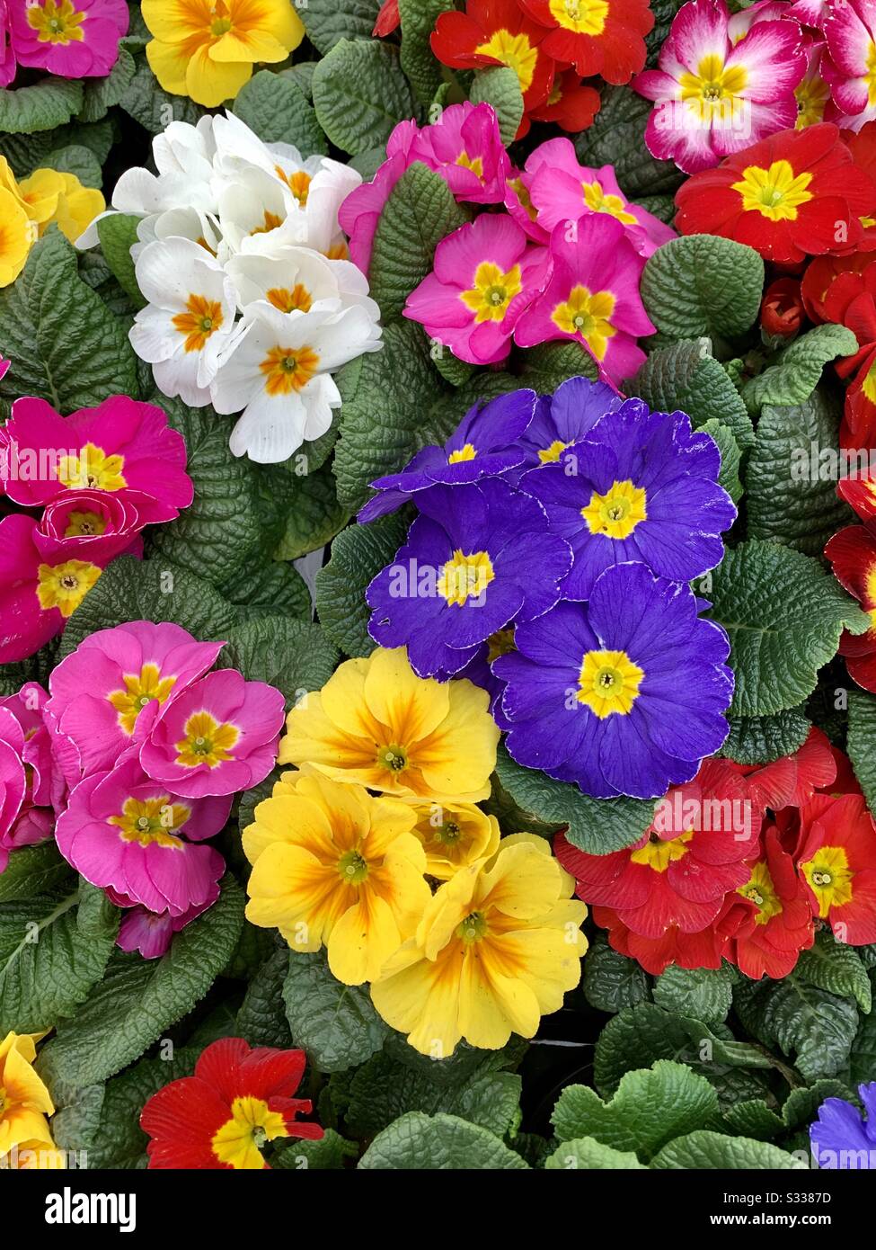 Primrose Flowers: A Guide To Planting, Care, And Enjoying Their Beauty