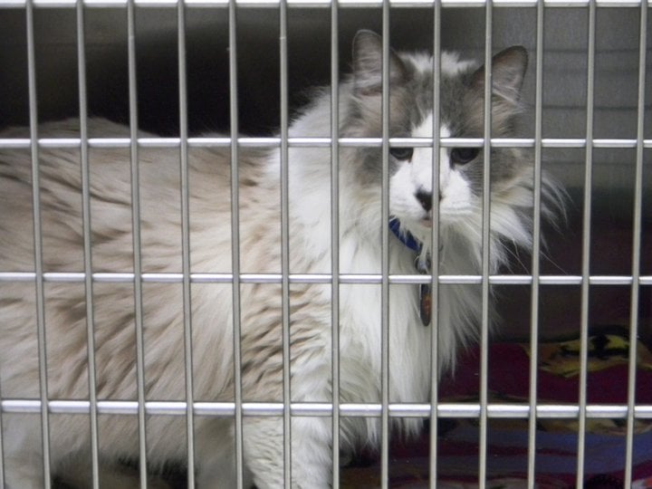 Ragdoll Rescue In Florida: Bust Uncovers Rusk County, TX, Connection