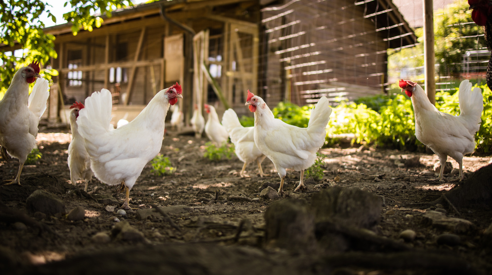 Sanford Clark Wineville Chicken Coop: A Comprehensive FAQ Guide