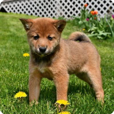 Shiba Inu Puppies For Sale In Georgia & Ocean City, MD: Craigslist & More