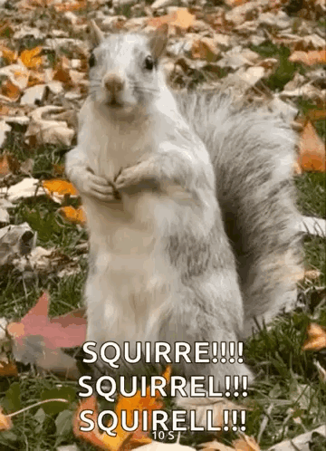 Squirrel Gifs: Terms Of Use And Licensing Guide