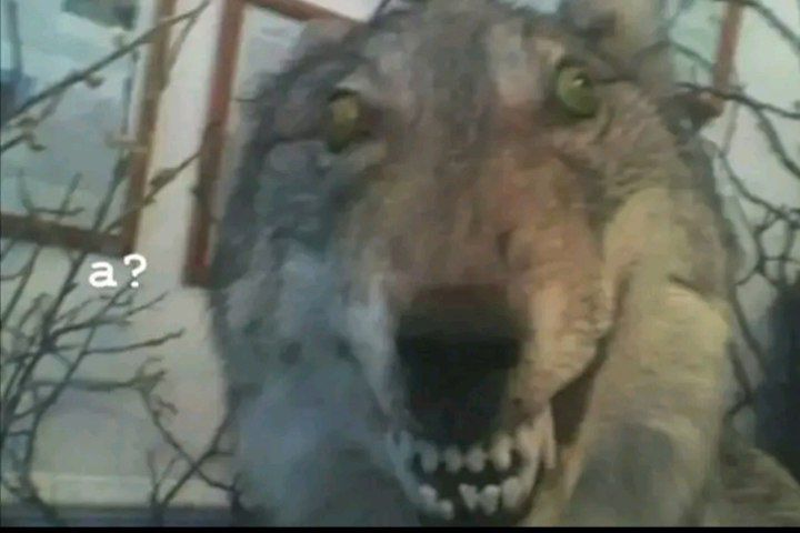 The Hilarious World Of Wolf Sitting By Tree Memes: Origins, Variations, And Why We Love Them