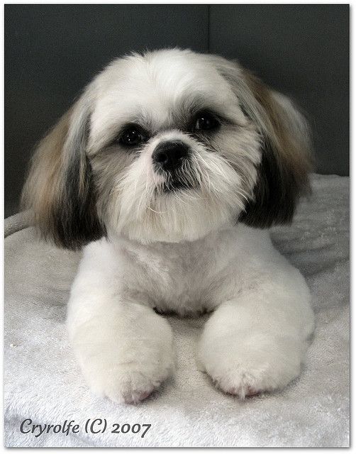 The Ultimate Guide To Maltese Haircuts: Styles, Grooming, And Maintenance