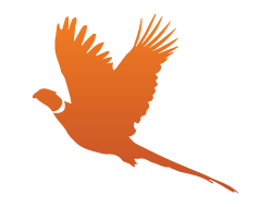 The Ultimate Pheasant Hunting Forum: Tips, Tricks, And Community