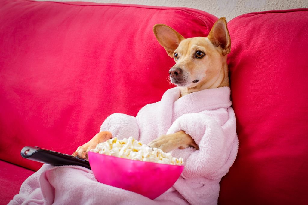 Theater 47: Finding Your Perfect Dog On Craigslist In Maryland