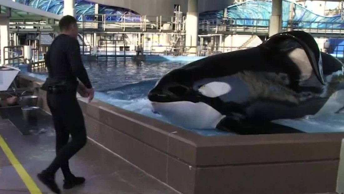Tilikum's Dawn: Autopsy Photos And The Orca's Tragic End