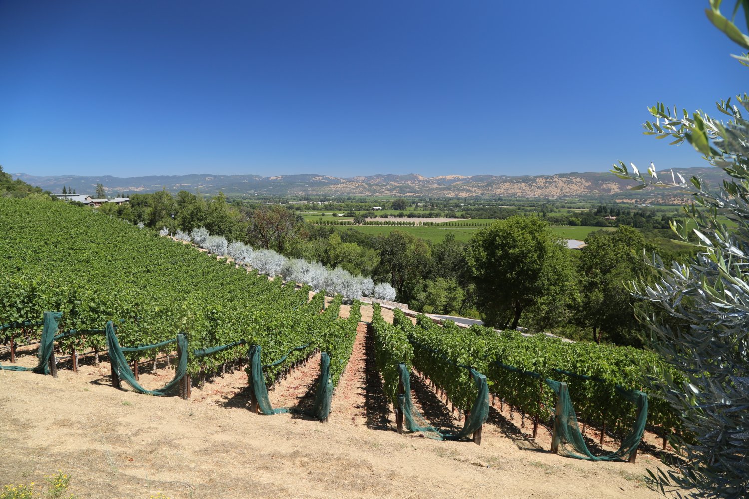 Total Wine Spring Priority Access: Podcast Review & Insider Tips