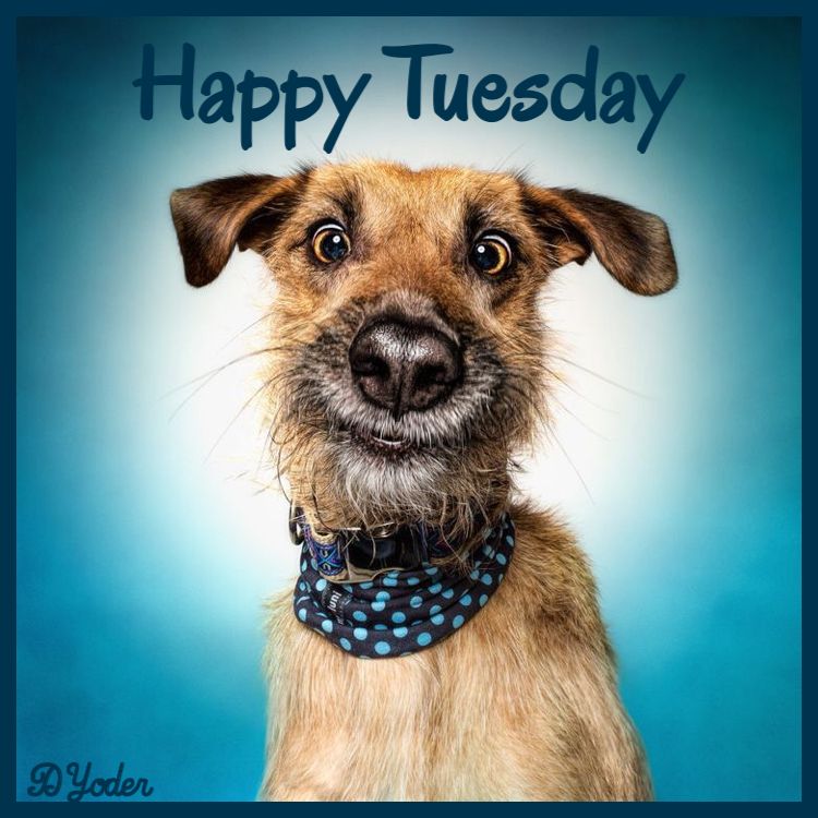 Tuesday Animal Memes: Your Weekly Dose Of Cuteness & Humor