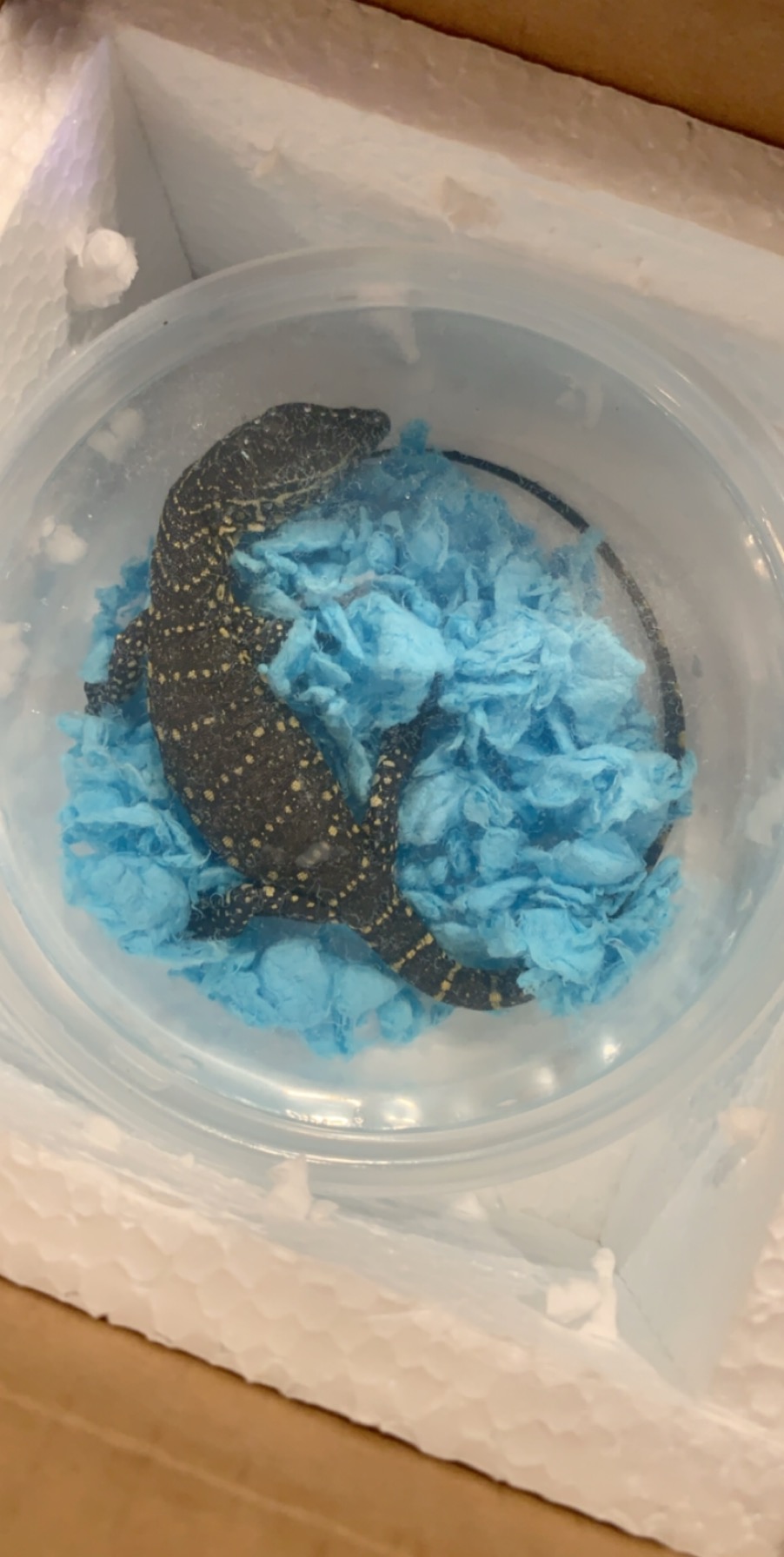 Underground Reptiles: A Comprehensive Review Of Their Terms Of Use