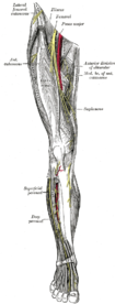 Understanding Atusas Leg: A Comprehensive Guide