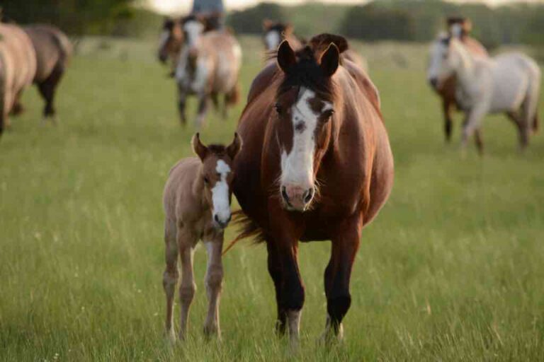 Understanding Horse Mating And Separation: A Comprehensive Guide