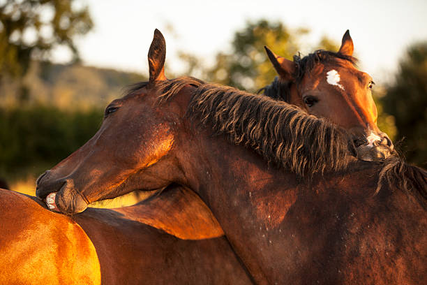 Understanding Horse Mating Behavior: A Look At Equine Reproduction And Human Interaction