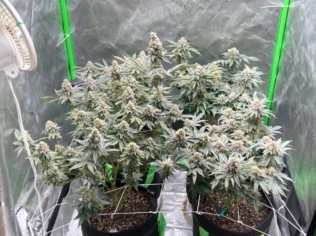 Understanding The Baby Za Strain: A Comprehensive Guide