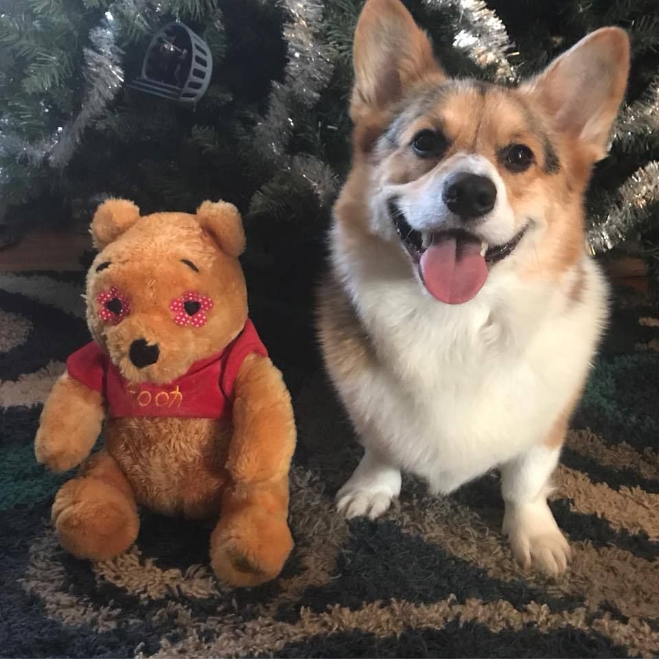 Unlocking The Mystery Of Winnie Puppiwi: A Deep Dive