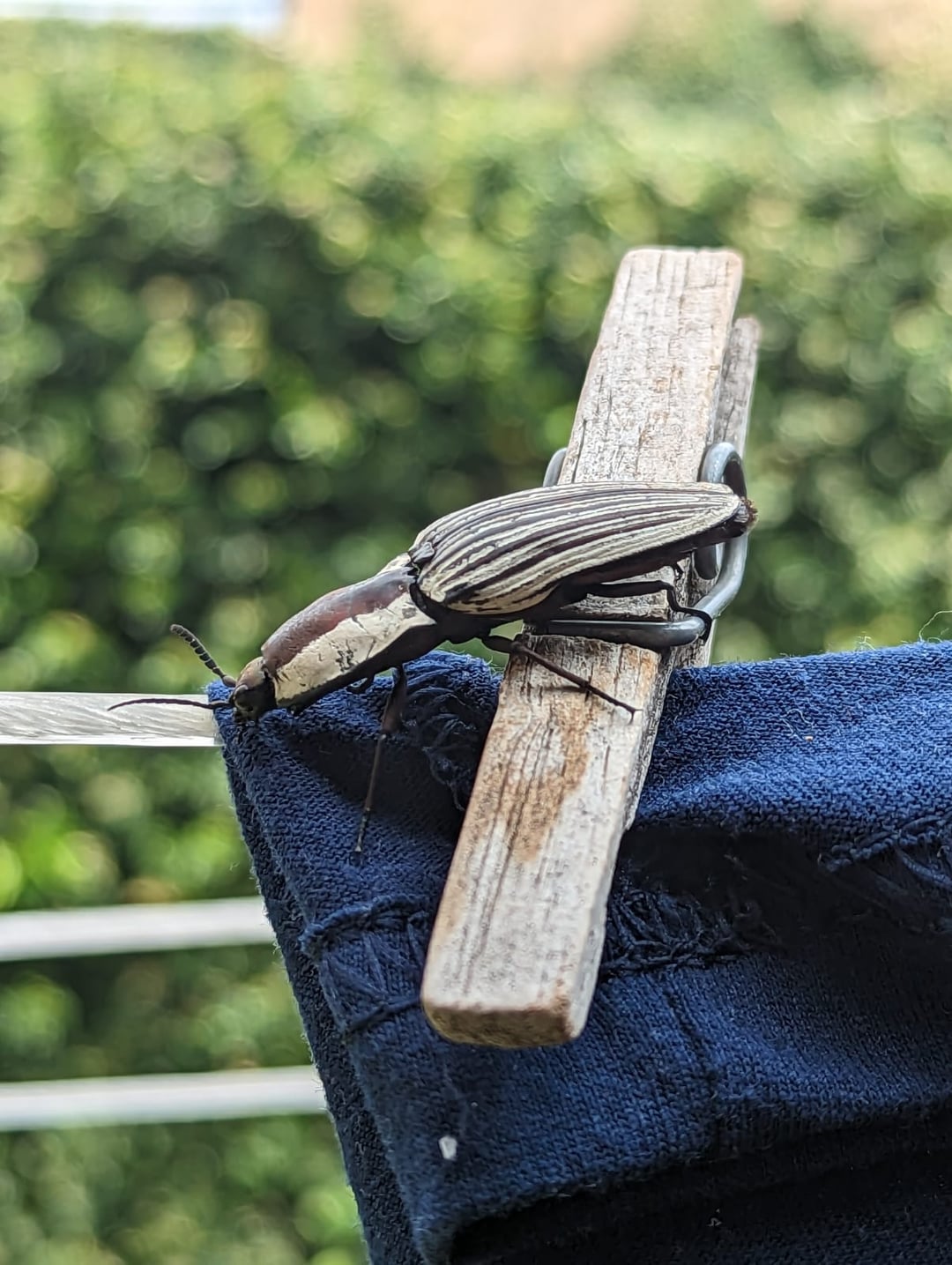 What's This Bug? Your Guide To Identifying Insects And Pests
